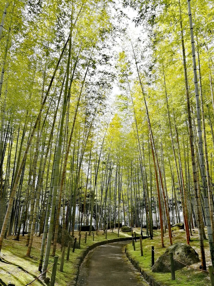 Forêt de bamboo