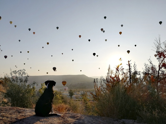 Un chien observe les Montgolfières à l'aube