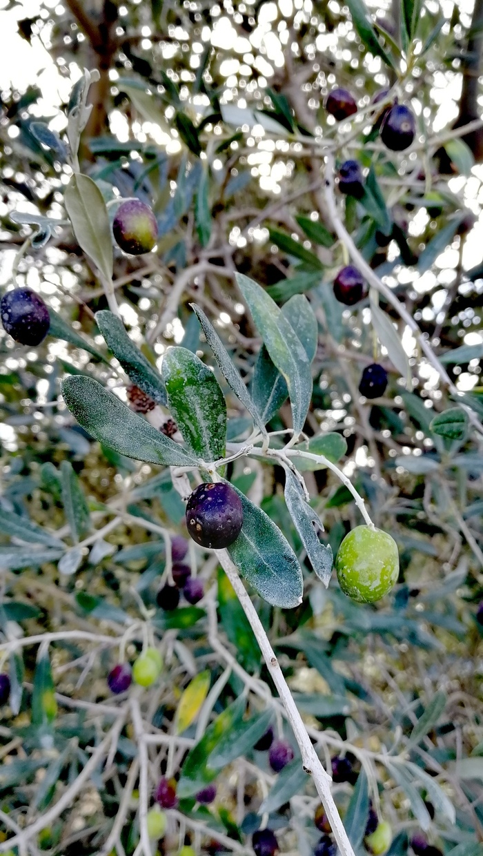 Olives prêtes à être cueillies
