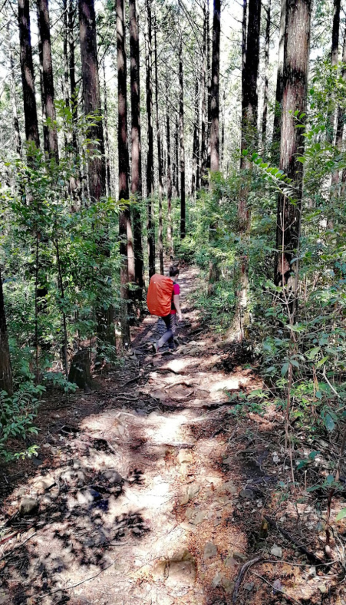 Forêt de pins